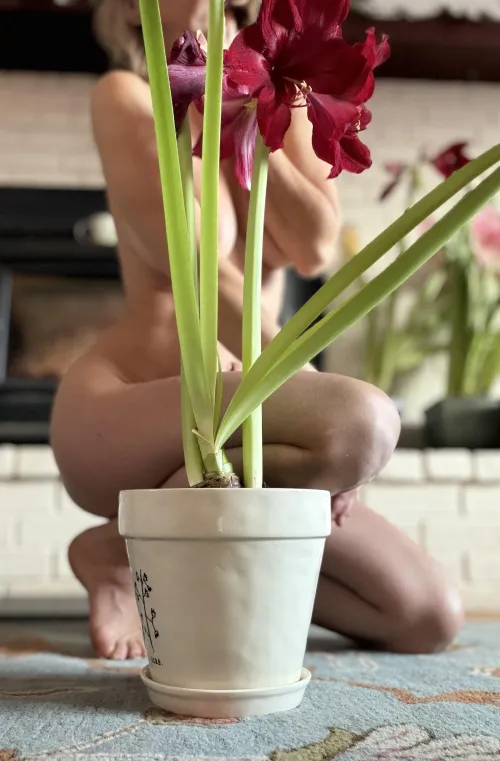 Celebrating amaryllis Thumbnail