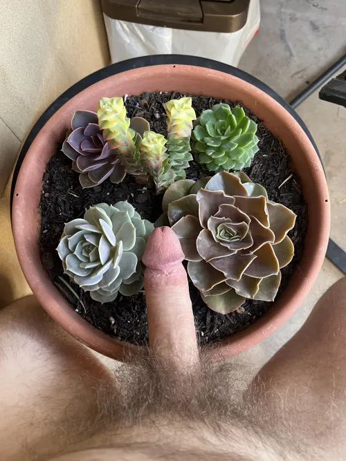 Do you like our new Suck-ulent?? 😜 Thumbnail