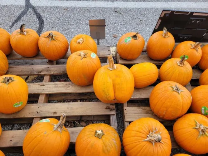 Nice Pumpkin (stolen from another reddit post) Thumbnail