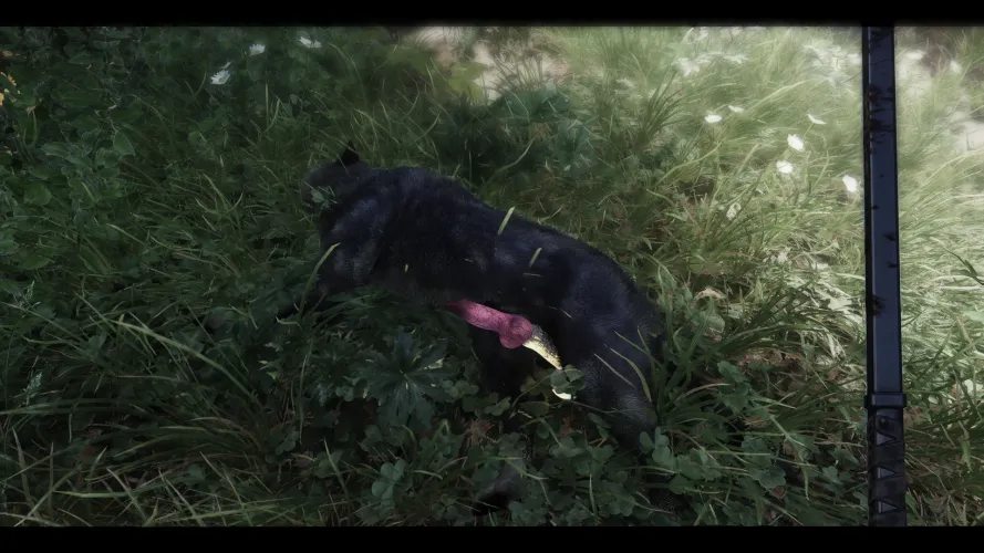 WOLF IS SO HARD Thumbnail