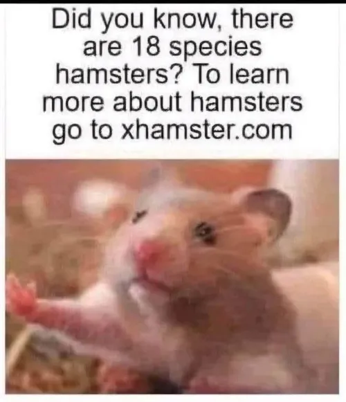 Yeah.. those hamsters Thumbnail